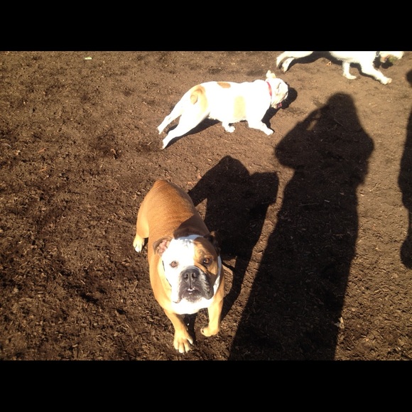 Rocky + Daisy - Picture 6 of 11